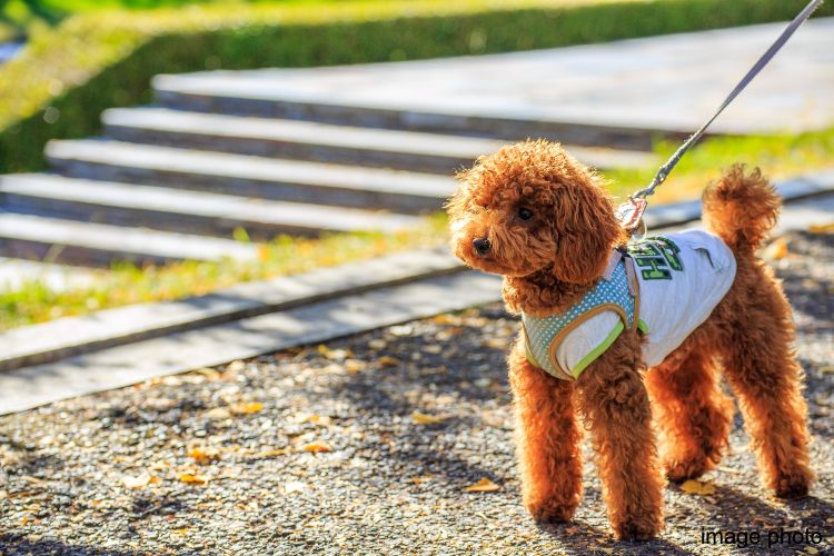 アイタワーのペット足洗い場イメージ画像